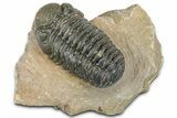 Detailed Phacopid (Morocops) Trilobite - Foum Zguid, Morocco #363136-2